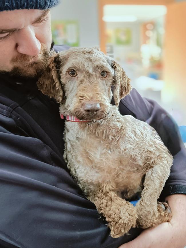 A dog rescued by the RSPCA from Tasmanian Labradoodles. Picture: RSPCA