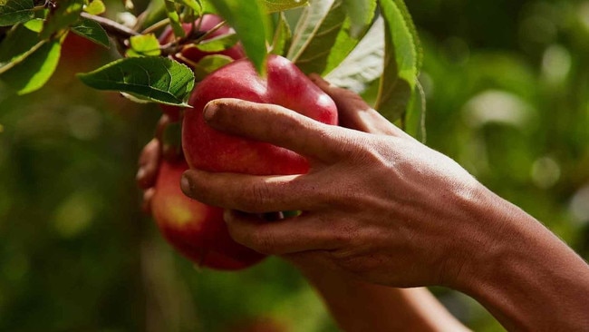 A new Tasmanian apple variety "Southern Bliss" has hit the markets.