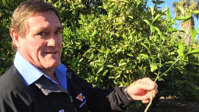 Citrus Australia SA Region chairman Steve Burdette. Picture: Supplied