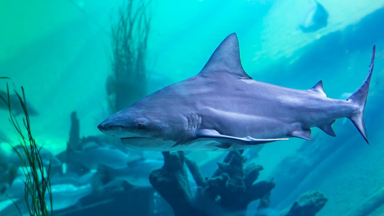 Sydney Zoo is “deeply saddened” following the death of two bull sharks in it’s aquarium. Picture: Sydney Zoo