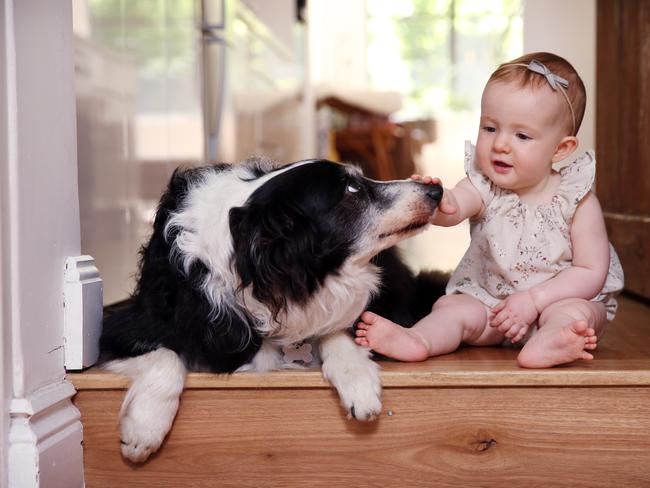 Grover McBane the famous Border Collie pictured at his home in Stanmore today with 11mth old Ivy. Picture: Sam Ruttyn