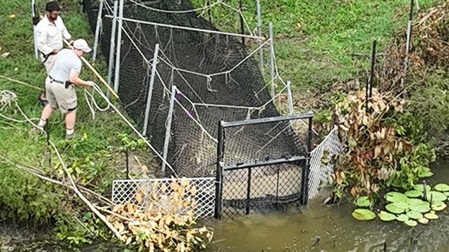A 3.4-metre estuarine crocodile that was occupying a waterbody in Ingham’s Tyto Wetlands was removed from the wild on 10 May 2025. The Department of the Environment, Tourism, Science and Innovation (DETSI) targeted the animal for removal due to its size and location near a high-use recreational area and children’s playground. Picture: Supplied