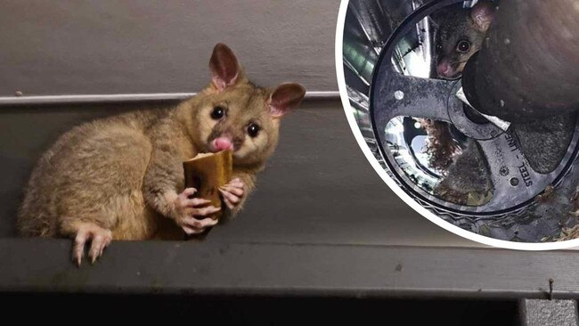 Possums living in garage. Picture: Supplied