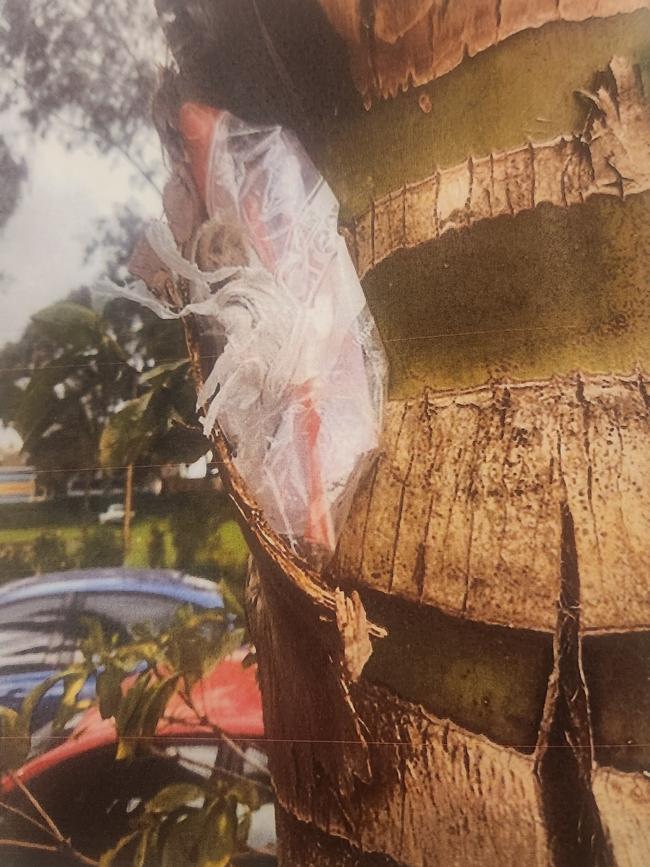 Raffaele Marrone secreted drugs in palm trees at his home. Photo: Courts SA