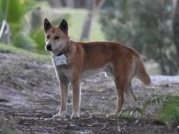 Should dingoes be culled on K’gari?