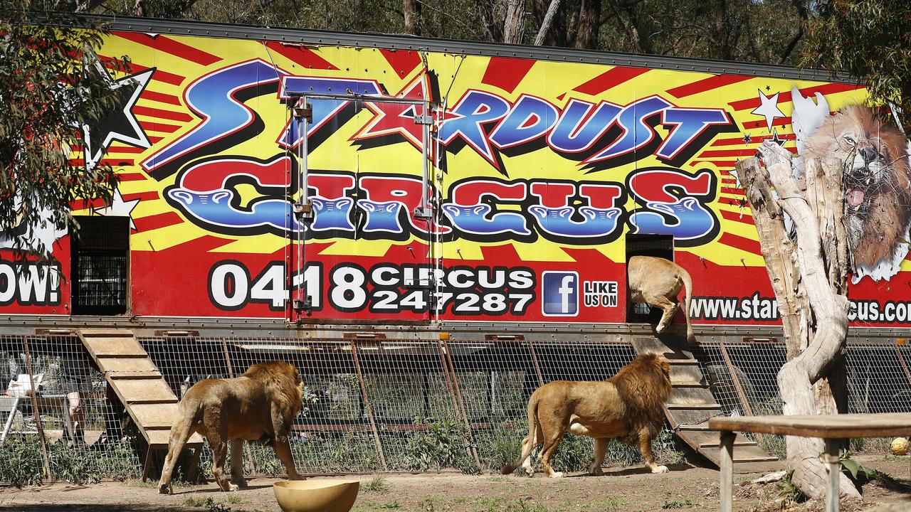 All aboard! The lions get on the truck to set off for their new home. Picture: Sam Ruttyn