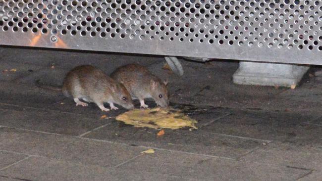 Rats in Rundle Mall. Picture: Brenton Edwards