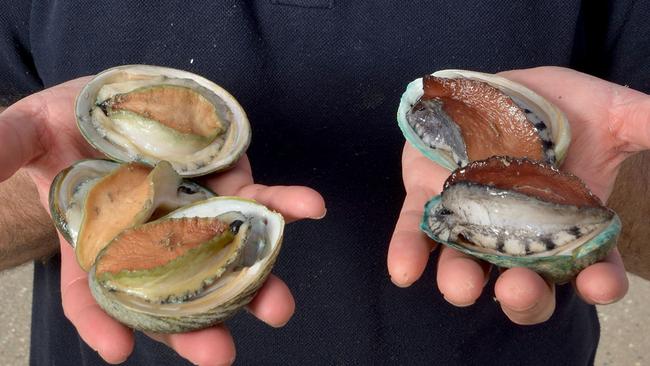 Abalone stocks off the Australian coast have been affected. Picture: Robin Sharrock