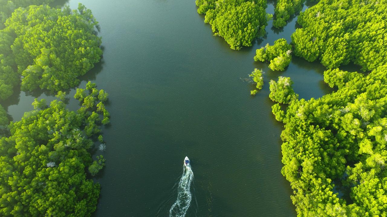 The Cape York region including the Skardon River north of Weipa, holds the highest densities of the Australian sawfish population. Picture: SARA/Johnny Gaskell