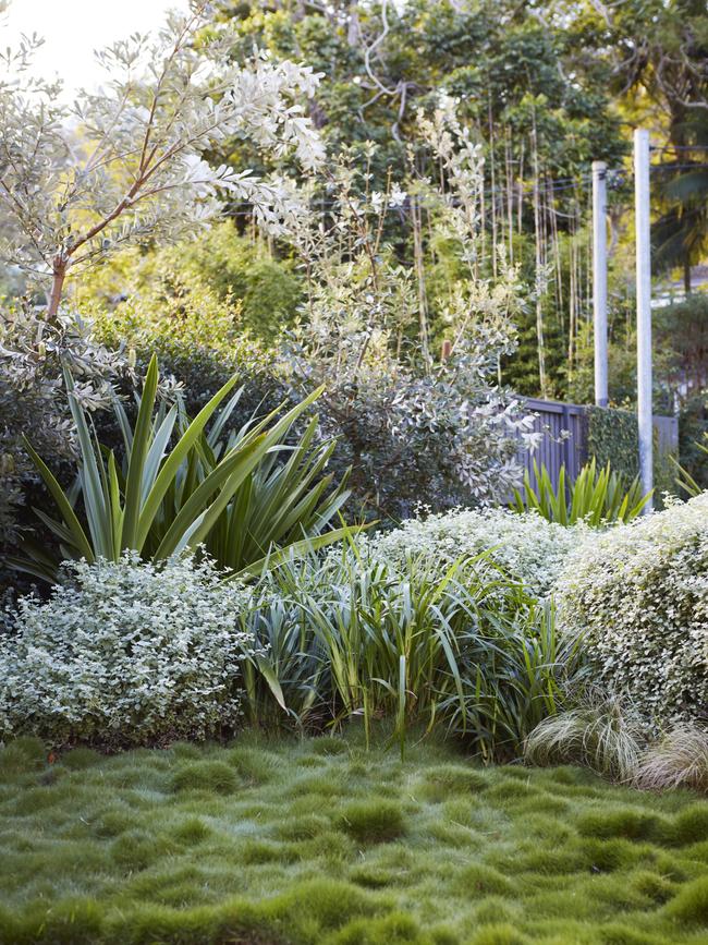 To create layers in the lawn as well, Antcliff used two forms of Zoysia grass. Picture: Natalie Hunfalvay