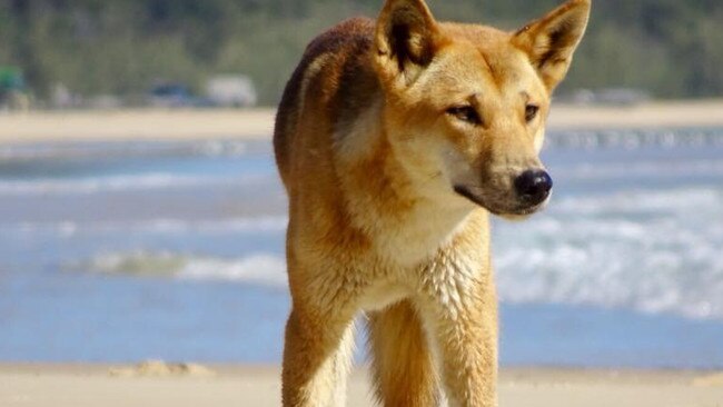 Unfenced camping area on K’gari closed after dingo activity