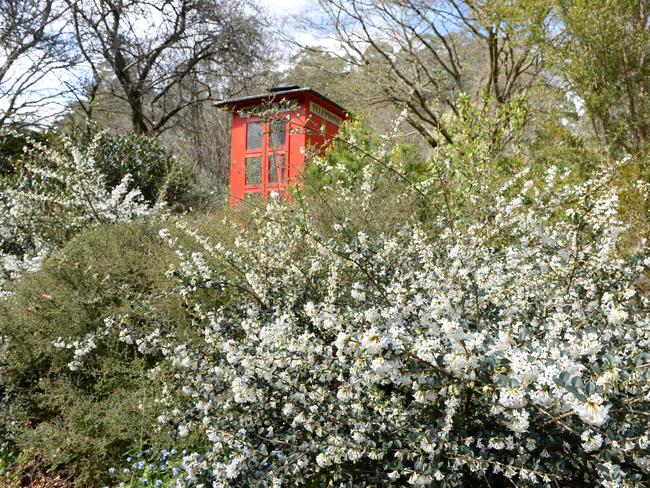 Rhododendron Gardens in Olinda. Osmanthus in foreground. Picture: Lawrence Pinder