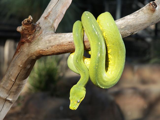 A green tree python at Australian Reptile Park. Picture: AAP/Mark Scott