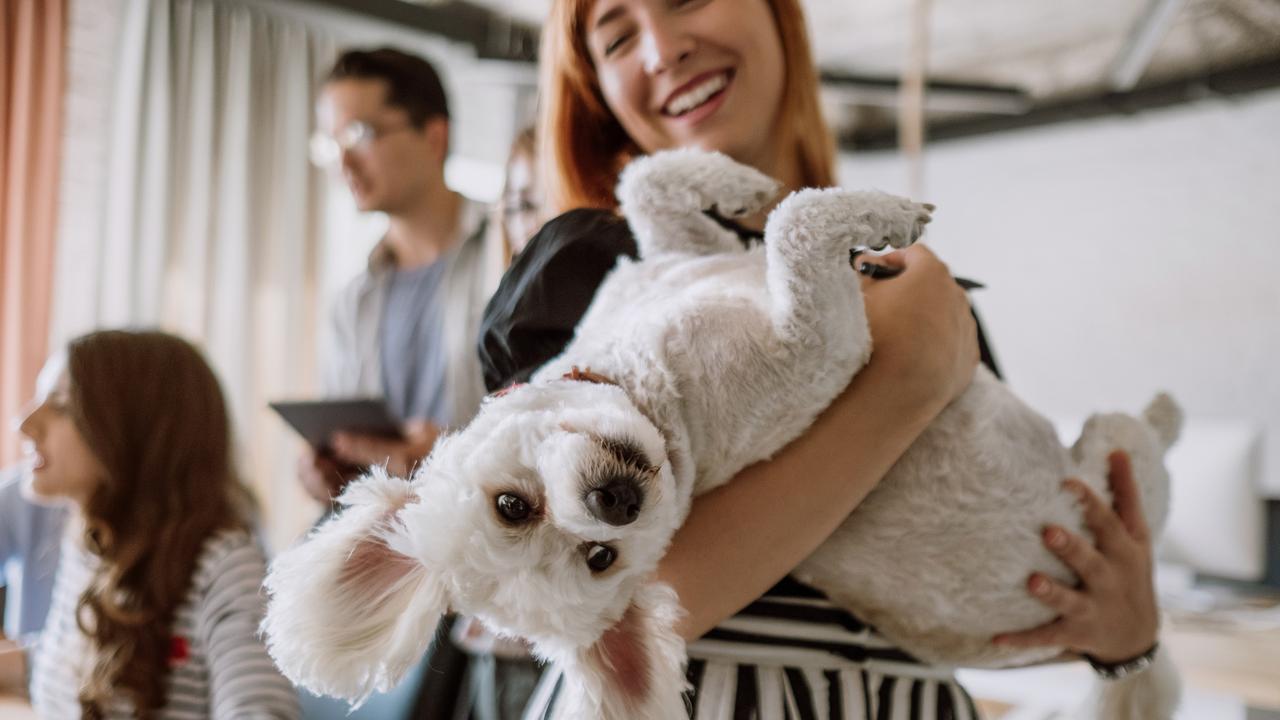 Scientists have translated dog’s body language into human language. Picture: iStock