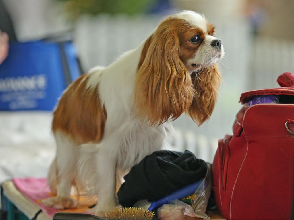 A Cavalier King Charles spaniel at this year’s Ekka dog show. Picture: Zak Simmonds