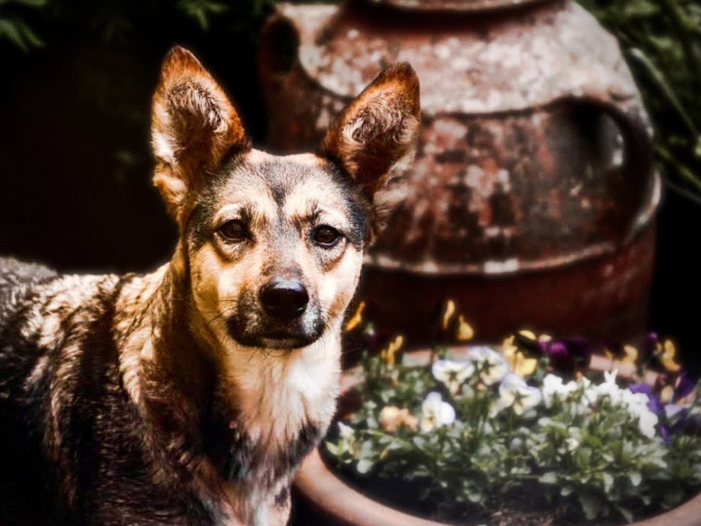 ‘Dogs don’t do things to spite us’ … just ask this happy girl, #sophiefromromania. Source: Simon Wooler's SociableDogTraining on Instagram