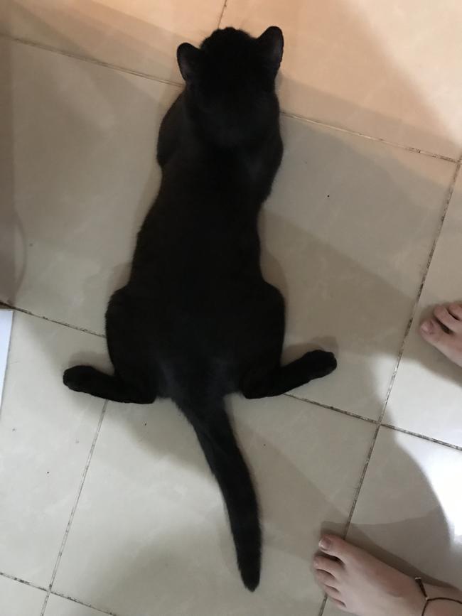The one and only amazing Frog-Cat. Picture: Alex Field