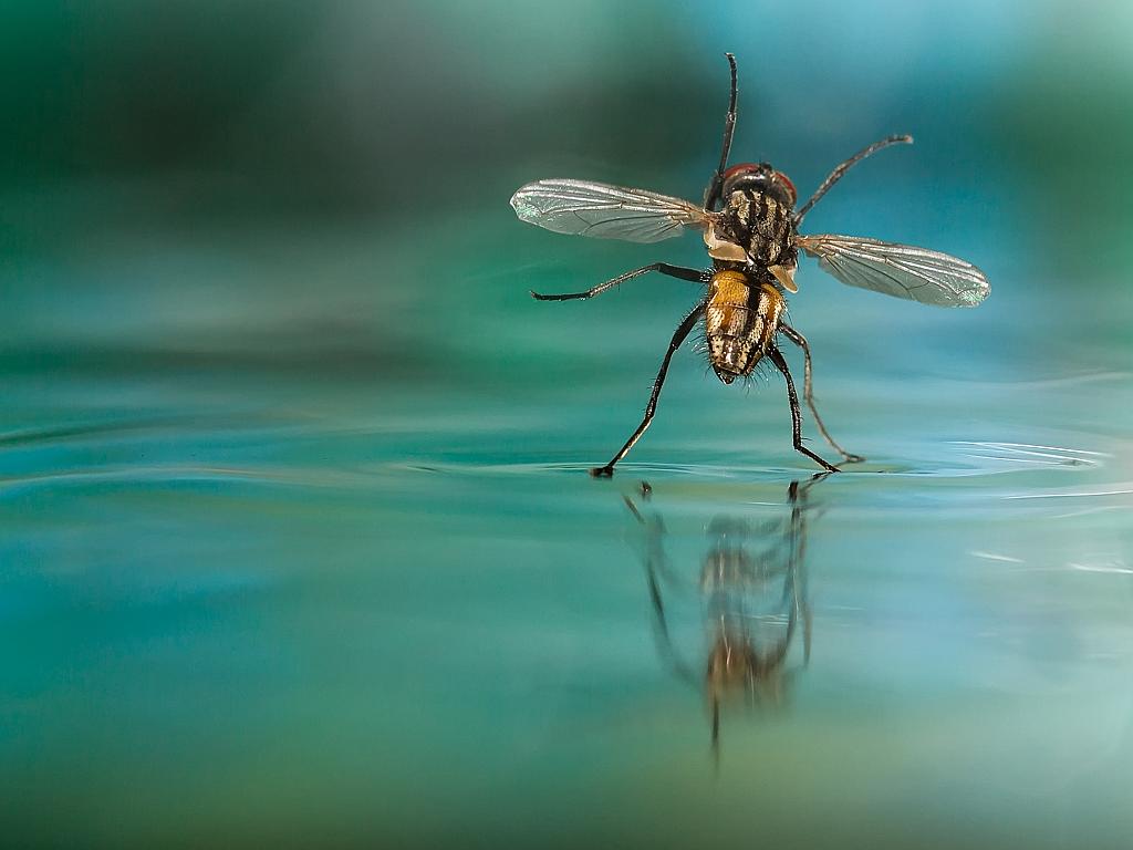 MUST NOT PUBLISH BEFORE MIDNIGHT SATURDAY MARCH 21ST Fly: How many times have I sat in front of the aquarium with the camera in my hand a couple pictures to make my shrimp, when suddenly a fly landed on the water surface. Now I had a new model that I could take pictures. With a macro lens 100 mm and an external flash I made some pictures and was curious if the fly also could start again from the water surface. She made some jumps whereby this picture was taken. Even after the second jump she was gone again. Picture: Uwe Hennig, 3rd place, Germany, National Award, 2015 Sony World Photography Awards