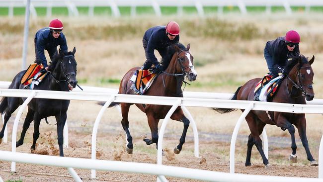 Yucatan (centre) had a light hitout at Werribee on Tuesday. Picture: Getty Images