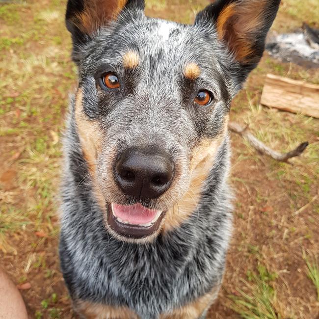 Frankie was a foster fail of the sweetest kind for owner Carlos Rodriguez.
