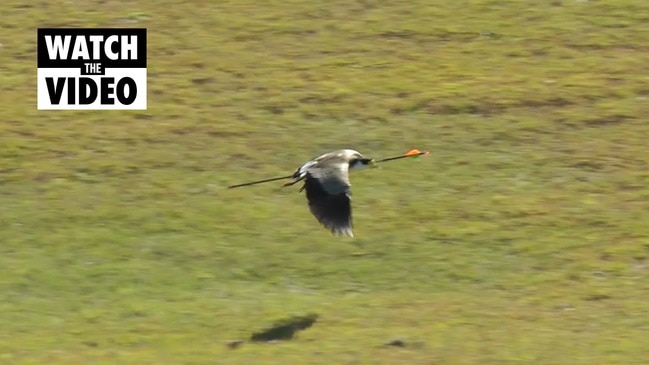 Plover with arrow through its body