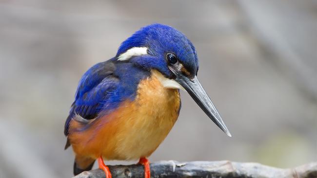 Azure kingfisher. Picture: Kakadu Tourism