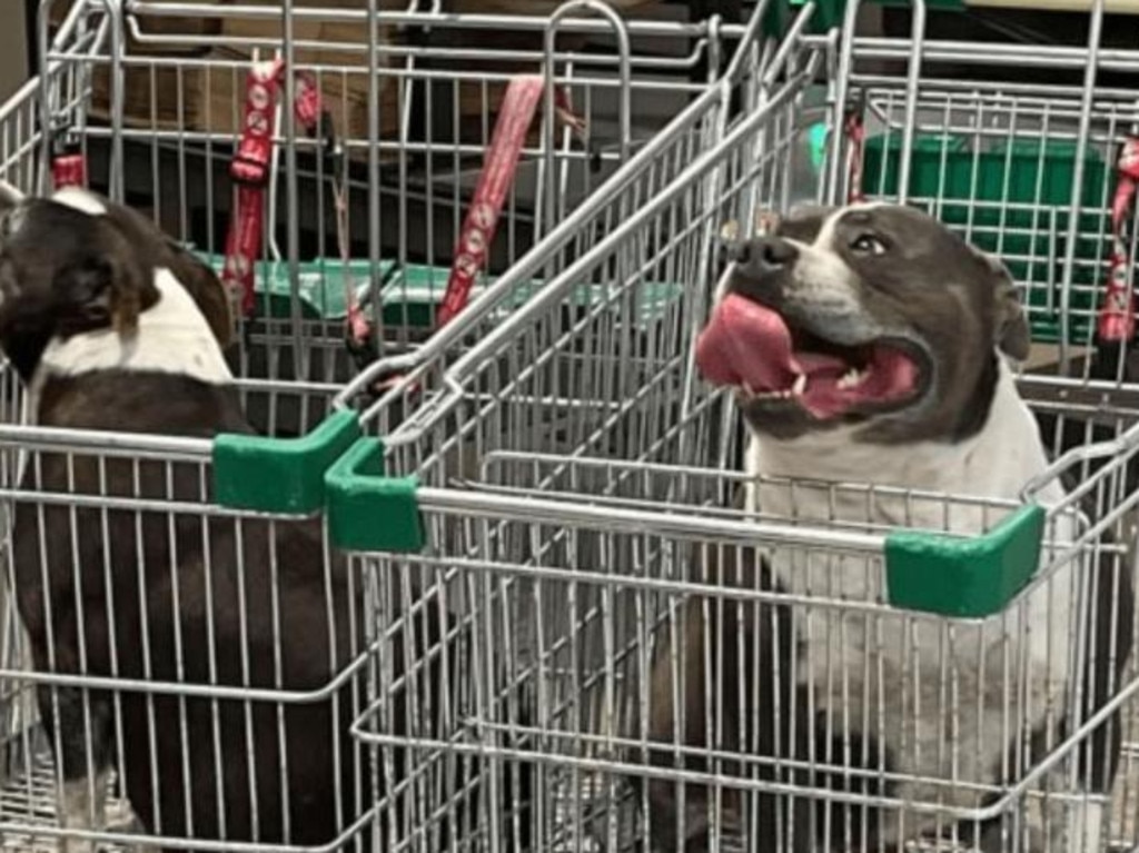 In September, two dogs were spotted inside trolleys in a Woolworths in Ballina. Picture: Reddit