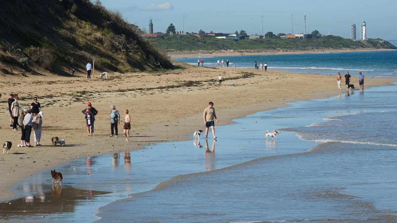 Dog owners with their furry friends at Narrows Beach, Queenscliff. Picture: Mark Wilson