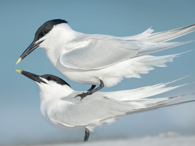 Cheeky piggyback? Or mating act? Picture: Petr Bambousek/ Bird Photographer of the Year