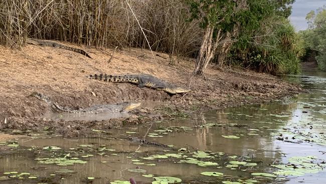 Some of the dozen or so crocs seen in the area of the buffalo feeding frenzy. Picture: Renee Harvey