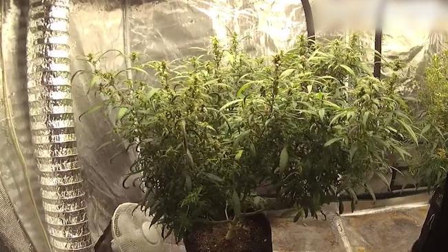 Following raids on up to 16 homes across Mackay including at a Habana address police seized 2kg of marijuana, 83 marijuana plants, 150g of meth and 13g of cocaine. Picture: Queensland Police Service