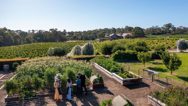 The orchard and vegetable patches at St Hugo cellar door, Barossa Valley.