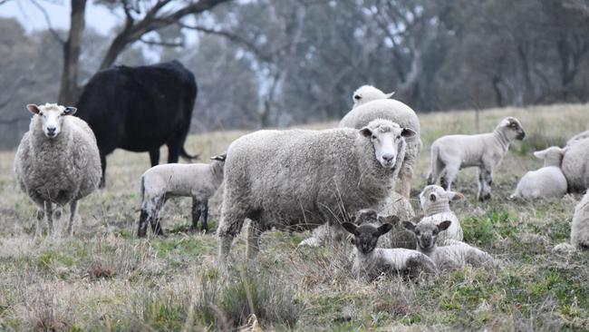 The national sheep flock is expected to fall by 2.9 per cent this year.