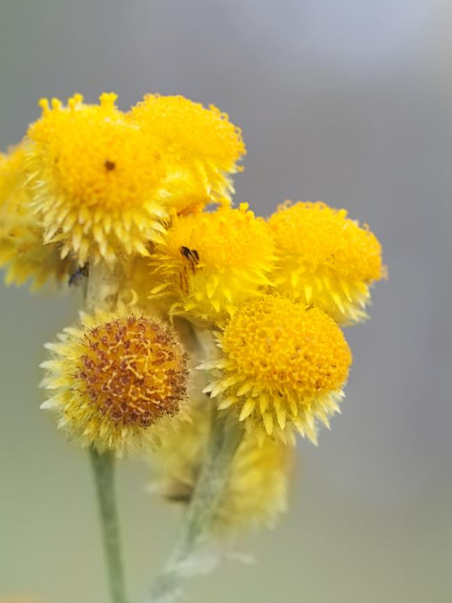 Yellow Buttons (Chrysocephalum apiculatum)