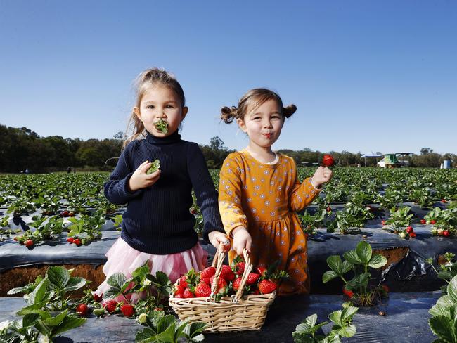 Sisters Miranda 5, and Grace Schultz 3, have fun picking strawberries at Luvaberry Strawberry farm at Wamuran. Picture Lachie Millard