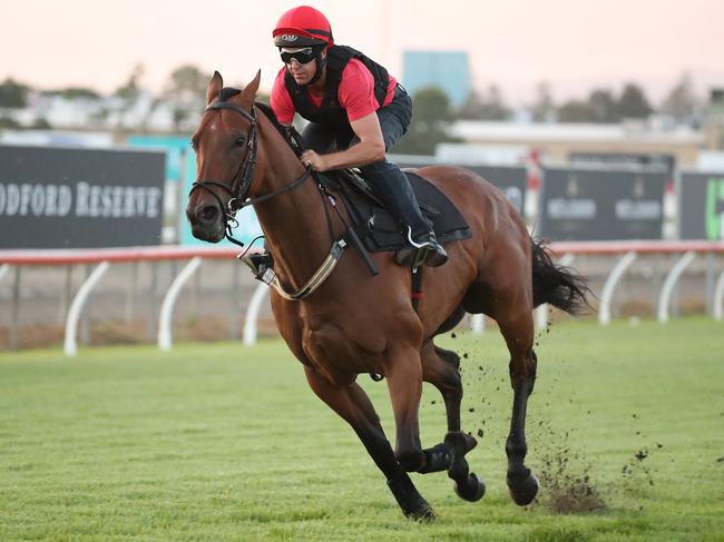 Photo of Viddora. Jockey is Joe Bowditch, trainer is Lloyd Kennewell. Picture: Richard Gosling