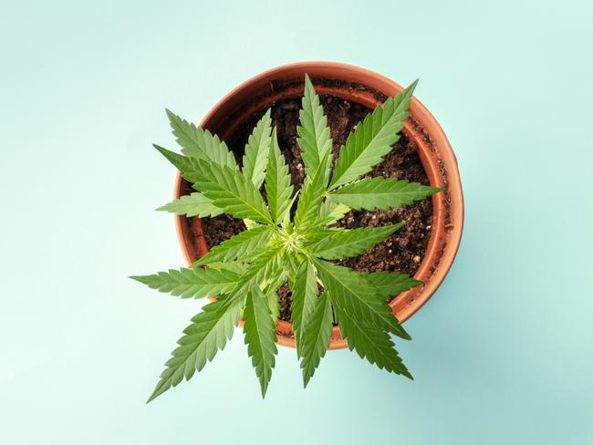 Growing cannabis at home. A young hemp plant in a pot, shot from above on a teal blue background with copy space