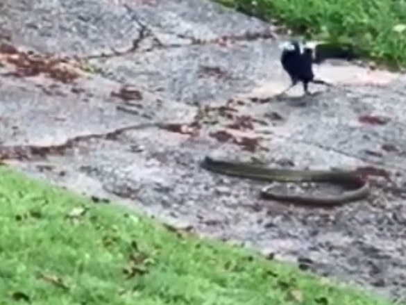 Magpie versus snake at Terrigal.