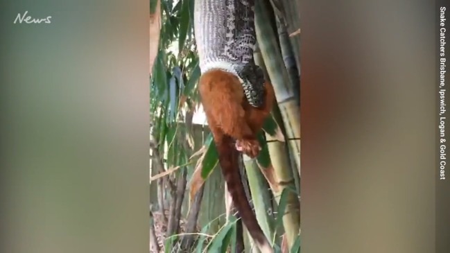 Snake devours possum in Brisbane