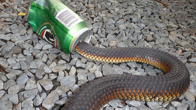 Curious snake rescued after getting stuck in VB beer can in Blackwood