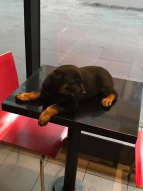 The puppy was reportedly sighted at Southern Cross station on January 28.