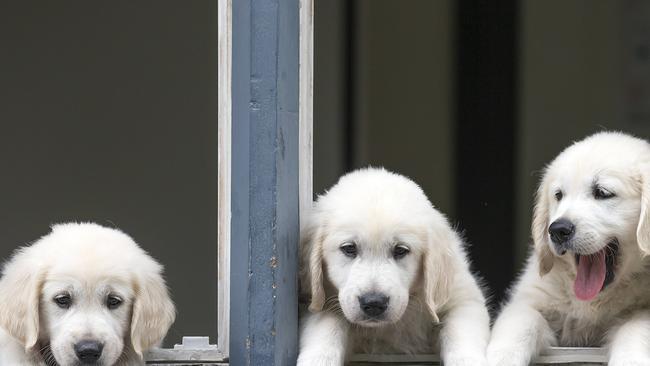 The Golden Grove business would host “dogs parties” on weekends. Picture: Sarah Matray