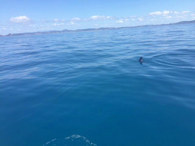 Seal off capricorn coast.Photo Contributed. Picture: Contributed ROK070818seal2