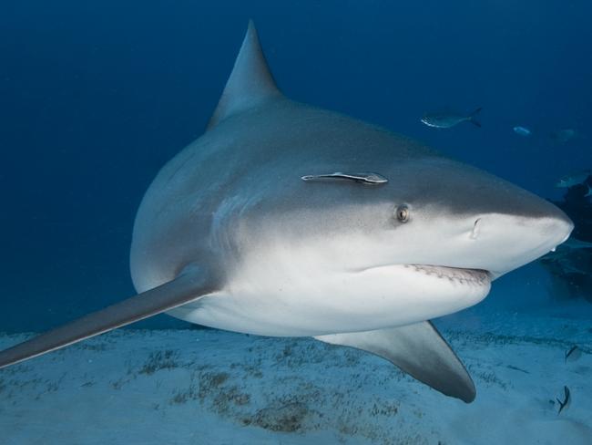 Bull sharks (above), tiger sharks and the Great White are responsible for most shark attacks in Australia.