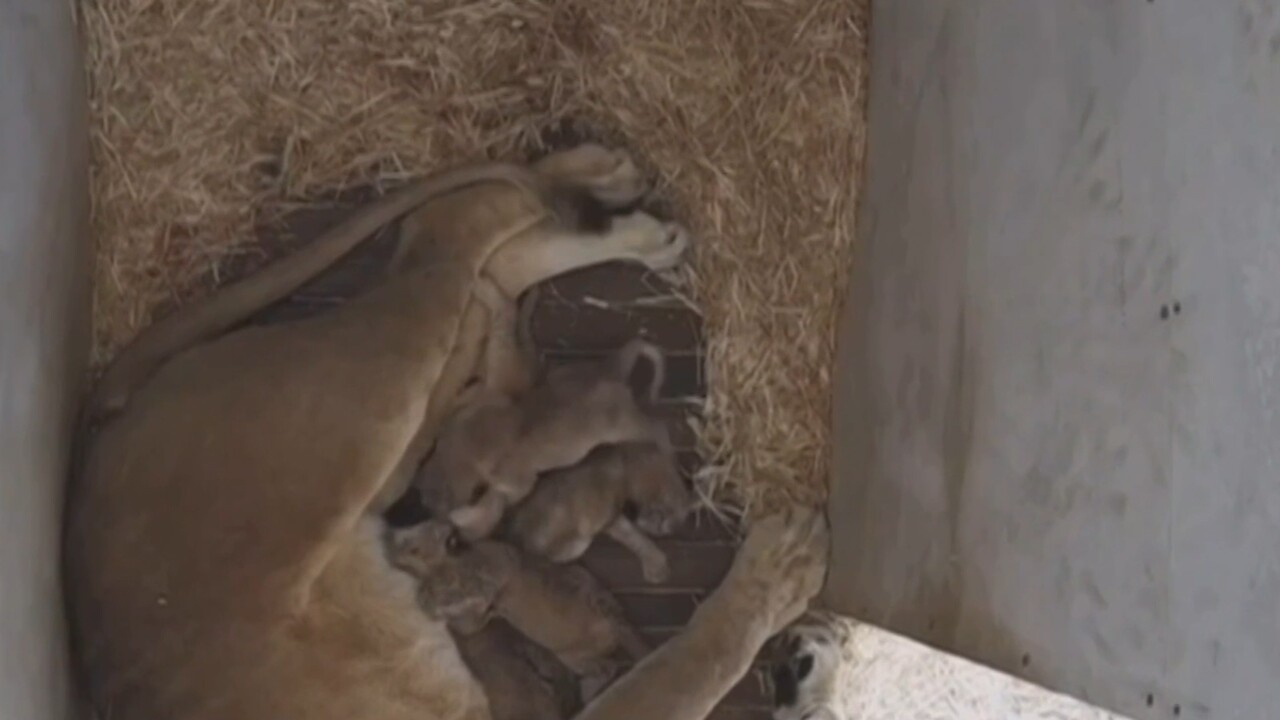 SA's Monarto Zoo welcomes five lion cubs