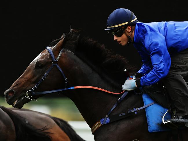 Sweynesse during heat 13 at Rosehill barrier trials, Sydney. Pic Brett Costello