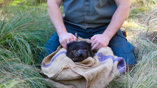 A Tasmanian devil mother emerging from a trap sack.