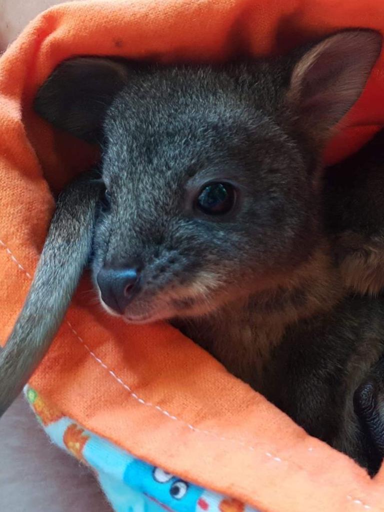 The picture of a ‘joey’ is likely to be a Tasmanian pademelon according to experts.