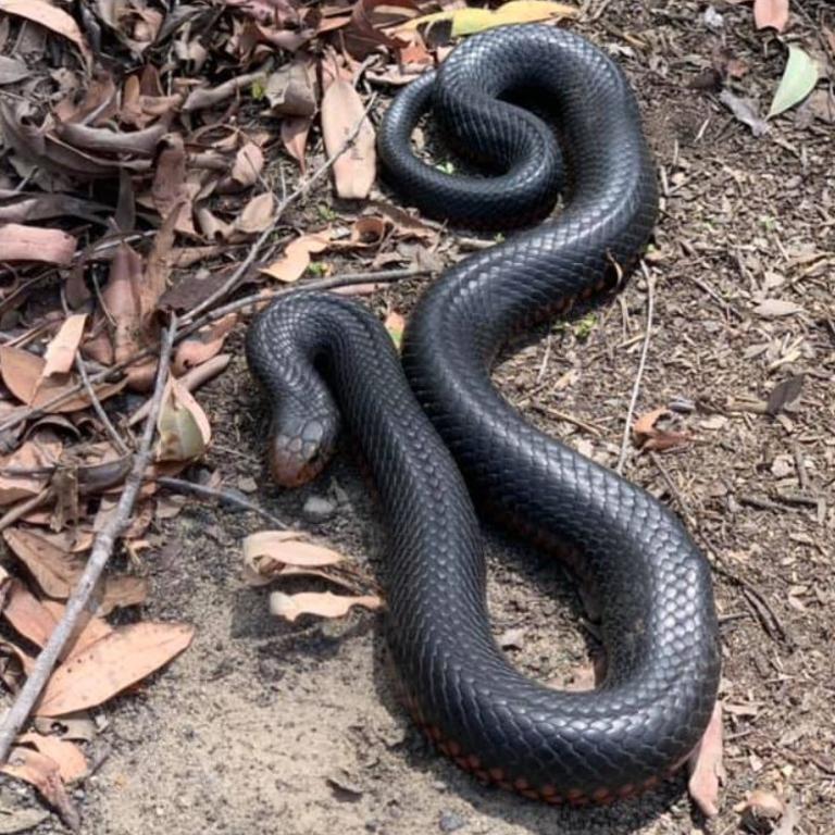 Josh Sharma has been busy catching snakes around the region and relocating them into the wild.