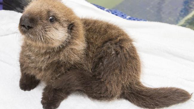 Baby sea otter Pup 681 is receiving round-the-clock care. Picture: Brenna Hernandez/Shedd Aquarium